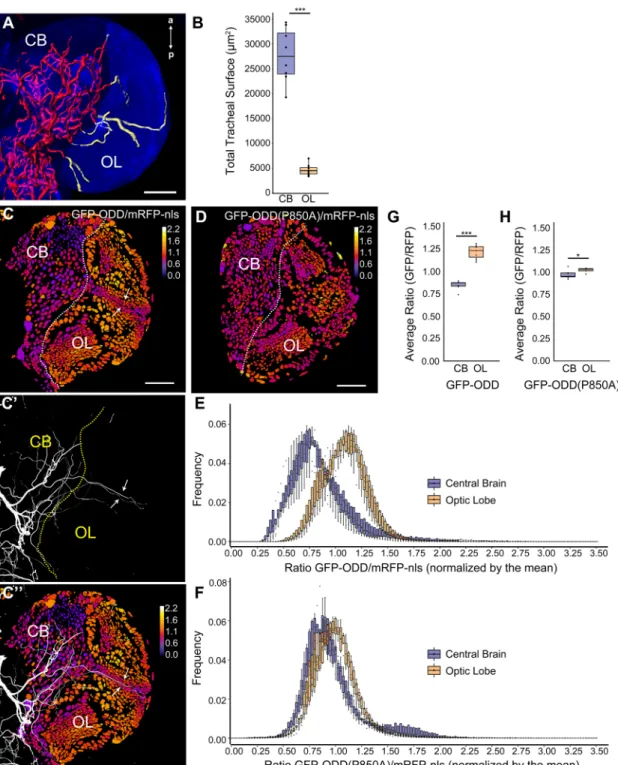 Fig. 4. Different tracheolation densities within the brain correlate with distinct cellular hypoxic states