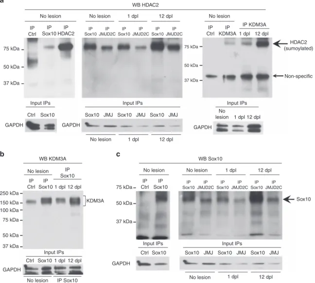 Figure 8 | Assembly of multifunctional protein complex. (a–c) Non-denaturing IP of Sox10, HDAC2, JMJD2C, KDM3A or ctrl (GFP or Flag) in unlesioned (no lesion) adult mouse sciatic nerve lysates or at 1 dpl or 12 dpl, and western blot of HDAC2 (a), KDM3A (b)