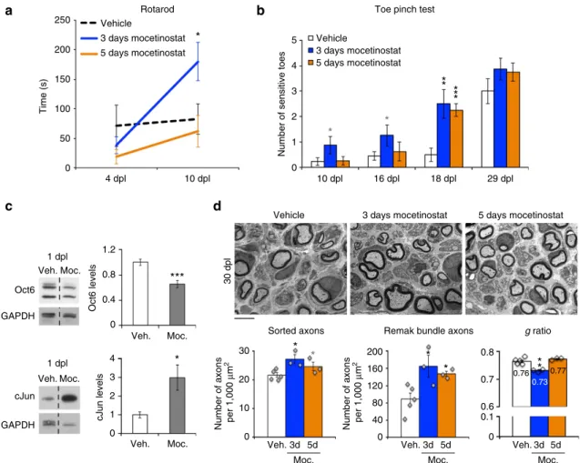 Figure 9 | HDAC1/2 inhibitor treatment accelerates functional recovery. Quantiﬁcation of motor function recovery by Rotarod test at 4 and 10 dpl (a) and of sensory function recovery by toe pinch test at 10, 16, 18 and 29 dpl (b) in vehicle, 3-day or 5-day 