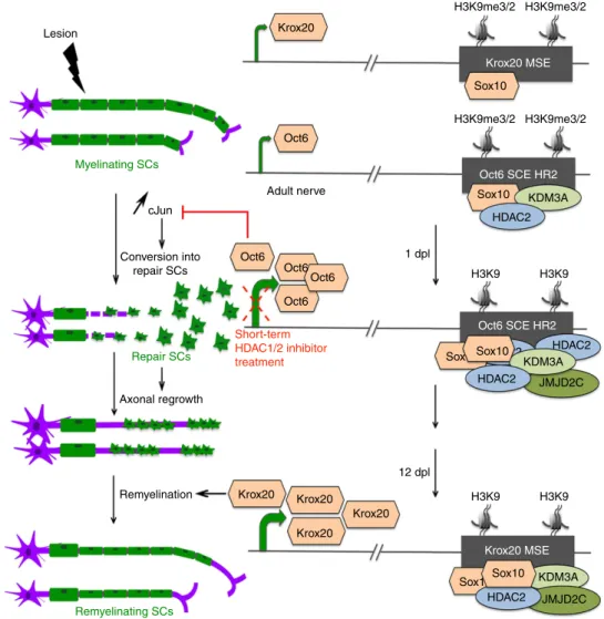 Figure 10 | Mechanism of Oct6 and Krox20 de-repression after lesion. In myelinating SCs of adult peripheral nerves, low levels of Sox10 are bound to the Krox20 MSE, which is methylated at H3K9, and low levels of Krox20 are expressed