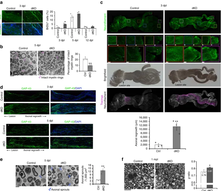 Figure 2 | HDAC1/2 slow down axonal regrowth but promote remyelination. (a) BrdU incorporation (green) and DAPI (blue) identifying earlier induction of proliferation in dKO compared to control nerves