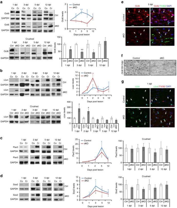 Figure 3 | Delayed Oct6 and earlier/higher cJun upregulation in dKO. Western blots and quantiﬁcation normalized to GAPDH of (a) Oct6, (b) cJun, (c) Pax3, and (d) Sox2 in crushed (Cr) and contralateral (Co¼ 1) nerves of control (Ctrl) and dKO, showing delay