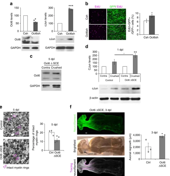 Figure 4 | Decreased Oct6 expression accelerates axonal regrowth. (a)Western blots of Oct6 and cJun in RSCs transduced with lentiviruses carrying control (Csh ¼ 100) or Oct6 (Oct6sh) shRNAs and quantiﬁcation normalized to GAPDH showing increased cJun level