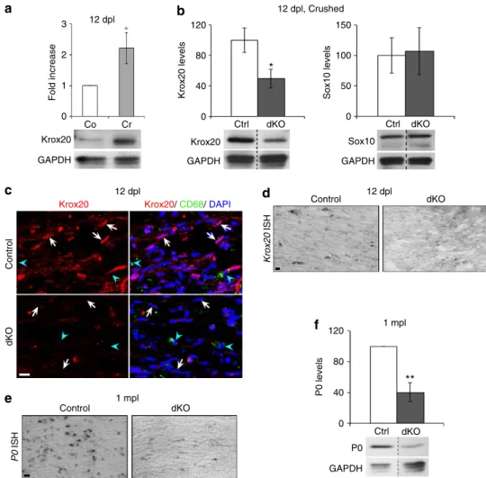 Figure 5 | Reduced Krox20 and P0 expressions in dKO. (a) Western blot of Krox20 in crushed (Cr) and contralateral (Co) nerves of control mice at 12 dpl and quantiﬁcation normalized to GAPDH and compared with Co ¼ 1