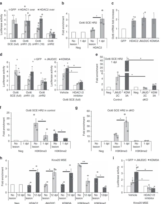 Figure 6 | HDAC2-dependent de-repression by JMJD2C and KDM3A. (a,d) Relative luciferase activity of the full Oct6 SCE, the DHR1 (constructs #3 and