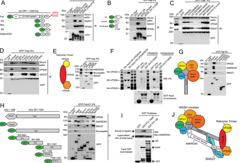 Fig. 7. ANKRD50 directly interacts with the retromer trimer and WASH-complex component FAM21