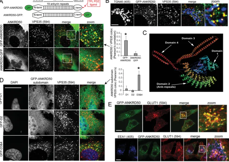 Fig. 1. ANKRD50 localizes to retromer and GLUT1-decorated endosomes through its C-terminus
