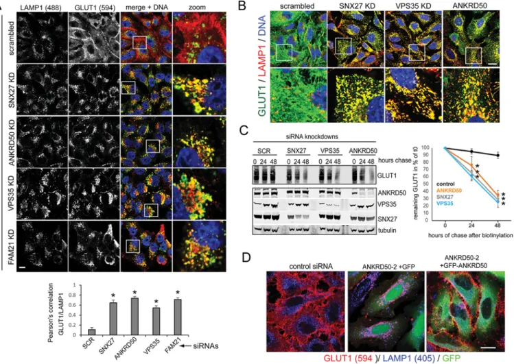 Fig. 2. Depletion of ANKRD50 phenocopies loss of SNX27 – retromer – WASH function. (A) U2OS cells that had been transfected with the indicated siRNAs (KD) were stained for endogenous GLUT1 (Alexa-Fluor-594, 594) and the lysosomal marker LAMP1 (Alexa-Fluor-