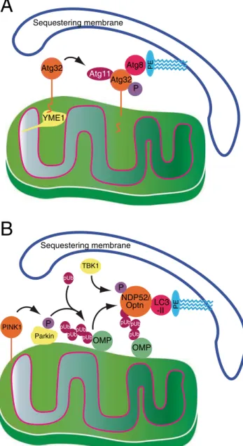 Fig. 1 Comparison of sequestering membrane recruitment to mitochondria in a yeast and b mammalian cells