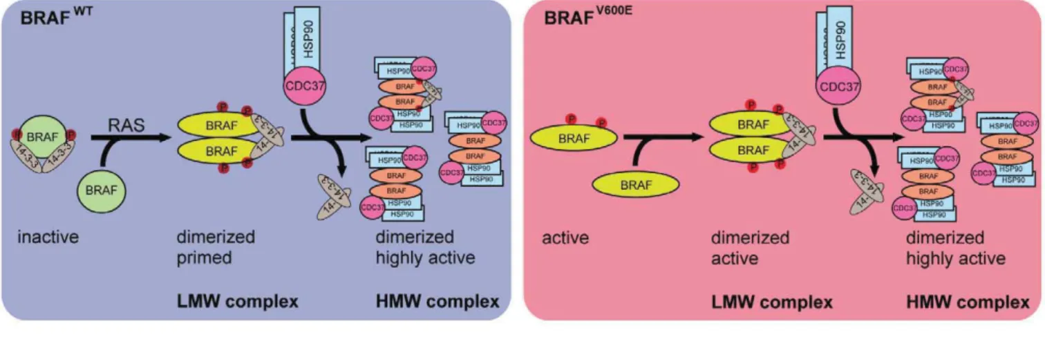 Figure 7 . Model of BRAF complex dynamics.