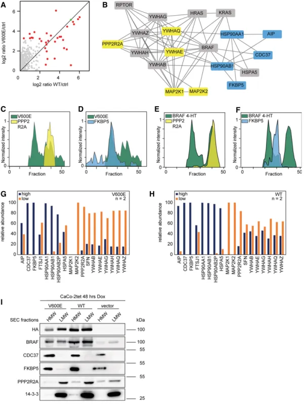 Figure 4. Molecular composition of macromolecular BRAF complexes.