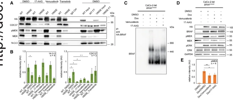Figure 5 . Modulation of protein – protein interactions by pharmacological interference highlights differences between WT- and V 600 E-containing complexes.