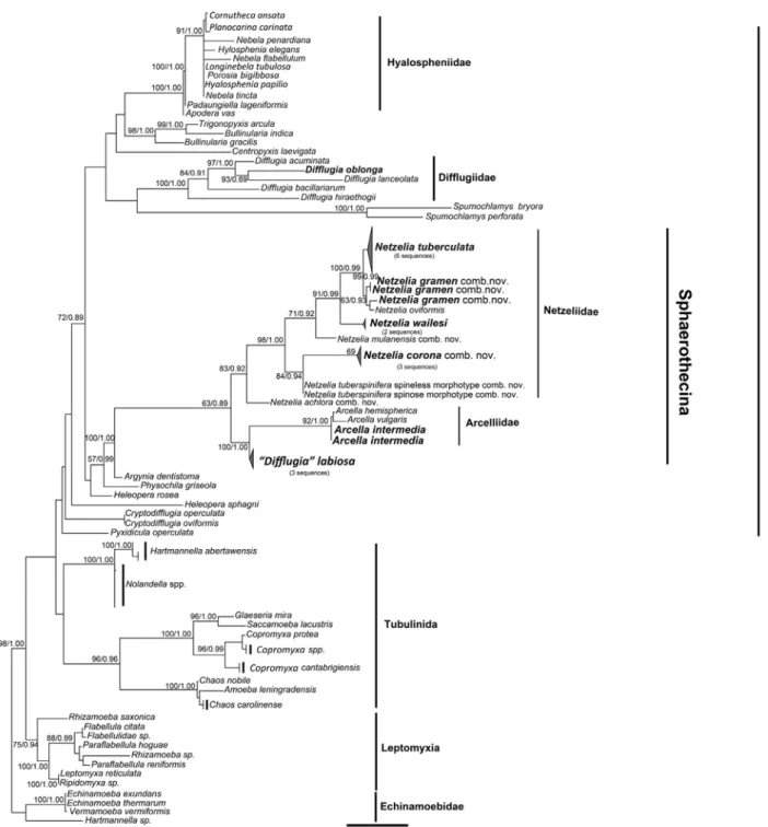 Fig. 2. Molecular phylogeny based on small subunit (SSU) rRNA gene sequences illustrating the relationships within Arcellinida and related Amoebozoa