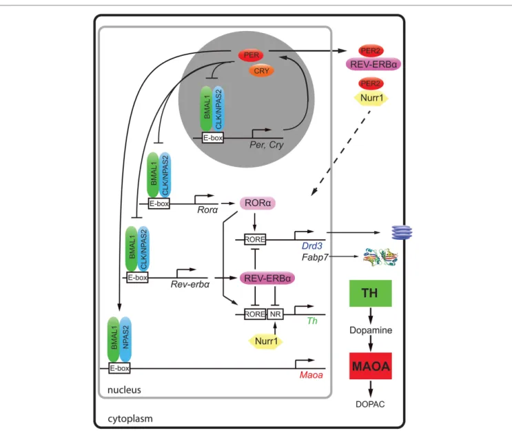 FiGURe 1 | Molecular regulation of clock and clock-controlled genes of the monoaminergic system and neurogenesis