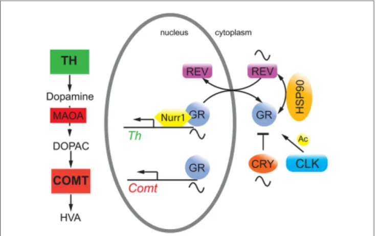 FiGURe 2 | Hypothetical model on the interaction of circadian clock  proteins with the glucocorticoid receptor (GR)