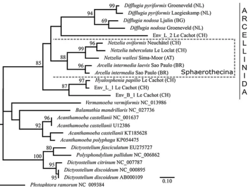 Fig. 3. Phylogenetic tree of Arcellinida based on NAD9-NAD7 genes sequences. The tree was rooted with the Oomycete Phytophthora ramorum and based on a maximum likelihood analysis