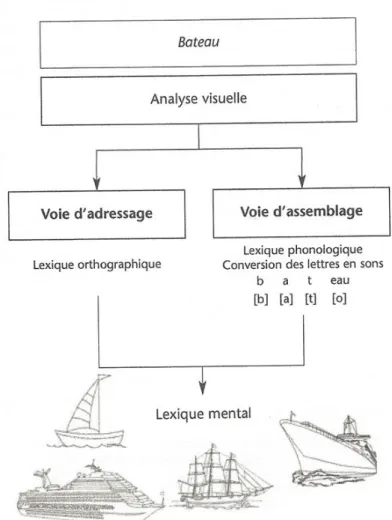 Figure 1: les 2 voies de la lecture, (Dumont, 2015, p. 27) 