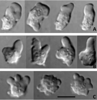 Figure 1 Different morphologies of active trophozoites. (A) Tropho- Tropho-zoites showing a typical lingulate shape