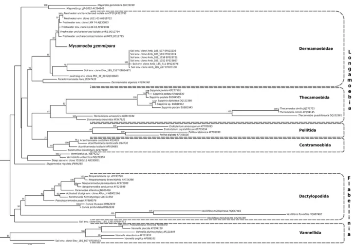 Figure 6 Boxplot showing the number of V9 18S rRNA reads related to Mycamoeba gemmipara in control treatments and under the decomposing pig, suggesting a negative effect of cadaveric ﬂuids on the amoebae.