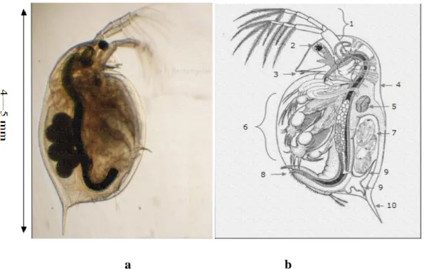 Figure 1 : a. Photo de Daphnia magna, femelle adulte.  b. Anatomie de Daphnia. 