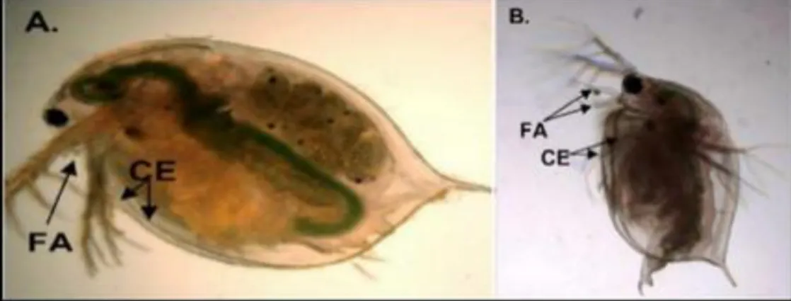 Figure 5 : Femelle de D. magna (A) et mâle de D. magna (B) (Olmstead et  al., 2002). 