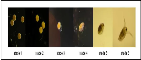 Figure 6 : Différents stades de développement embryonnaire chez Daphnia  magna (Kast-Hutcheson et al., 2001)