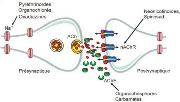 Figure 5 : Représentation schématique d’une synapse cholinergique entre deux neurones avec  les cibles principales des néonicoténoides