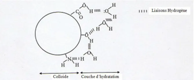 Figure 2.4 : Représentation d’un colloïde hydrophile [40]. 