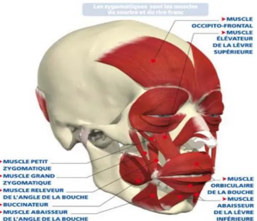 Figure 1.2 : Vue de côté d’une partie des muscles du visage [S2 MARS 12]. 