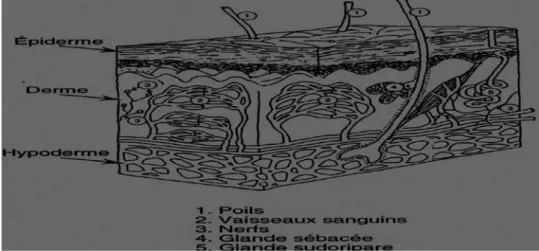 Figure 1.3 : Composition de la peau :  [AKK 13]. 