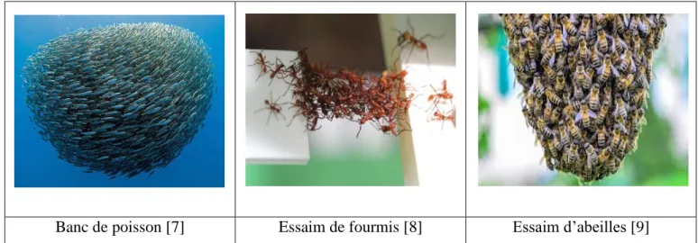 Figure 1.1 : Exemples de systèmes qualifiés d’intelligents en essaim. 