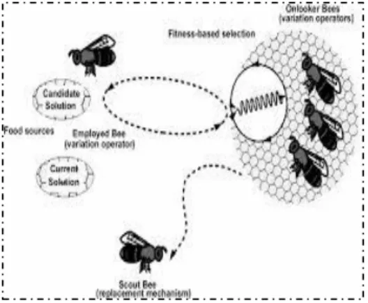 Figure 1.4 : Les types d’abeille dans un  ABC et leur fonctionnement [Sharma et 