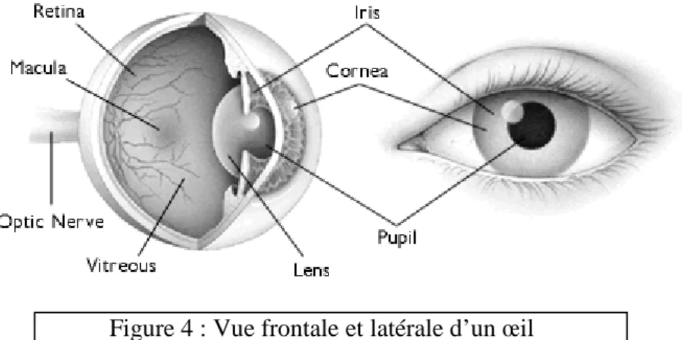 Figure 4 : Vue frontale et latérale d’un œil 