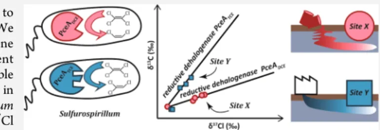 Figure 1. Proposed mechanisms for reductive dechlorination of PCE.