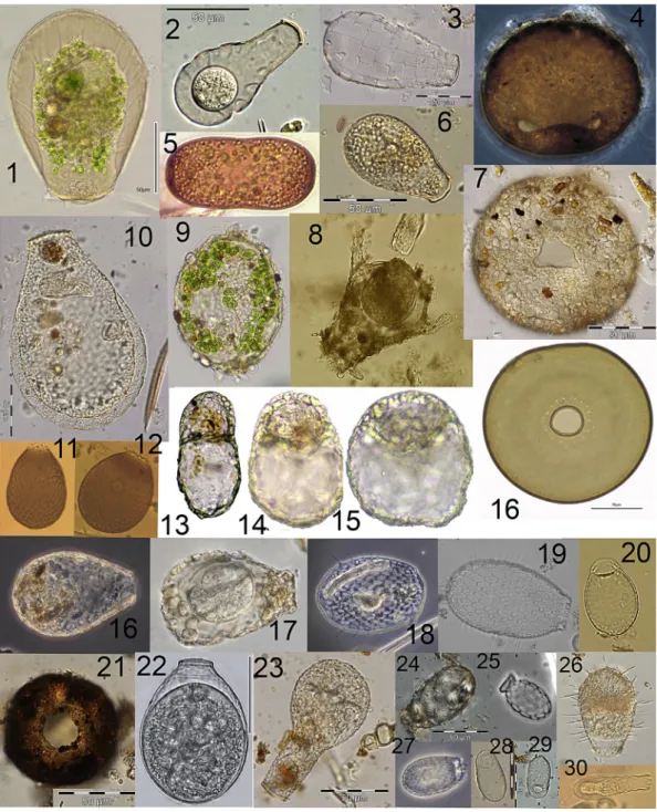 Fig. 1. Illustrations of testate amoeba taxa corresponding to the ﬁve categories of identiﬁcation conﬁdence