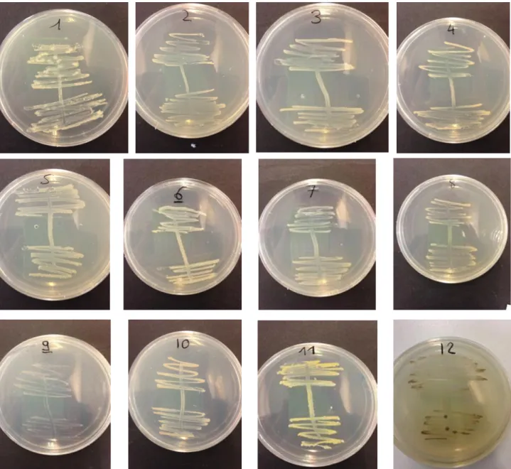 Figure 10: Pure colony on MA isolated from coelomic fluid after 5 days at 30°C. 