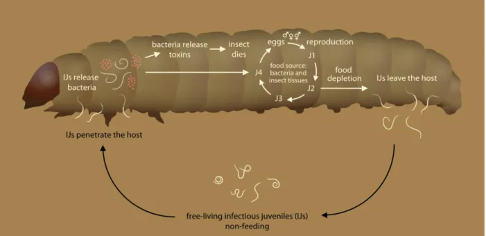 Fig  1.  Entomopathogenic  nematodes  life  cycle  inside  a  larvae.  Figure  adapted  from  Stock  (2015)