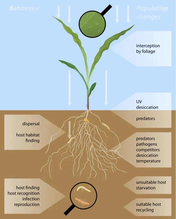 Fig 2.  Behaviour and fate of applied entomopathogenic nematodes in the soil. Figure adapted from Griffin (2015)