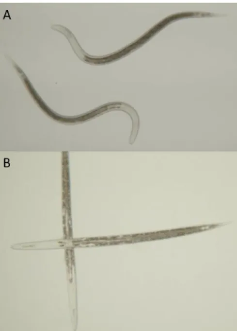 Fig 3. A: Active Heterorhabditis megidis in water solution. B: Quiescent Heterorhabditis megidis after 24h  incubation in maize root extract (1 mg.ml -1 )