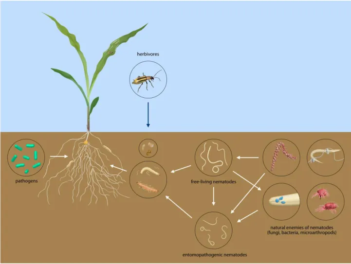 Fig 4. Trophic web interactions influencing the abundance of entomopathogenic nematodes