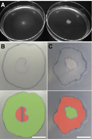 TABLE 2 Dispersal and relative ﬁtness of wild-type (ﬂagellated) Pseudomonas putida KT2440 and its isogenic ⌬ ﬂiM mutant (nonﬂagellated) under different agar concentrations and in the presence and absence of mycelium from Morchella crassipes (fungus) or an 