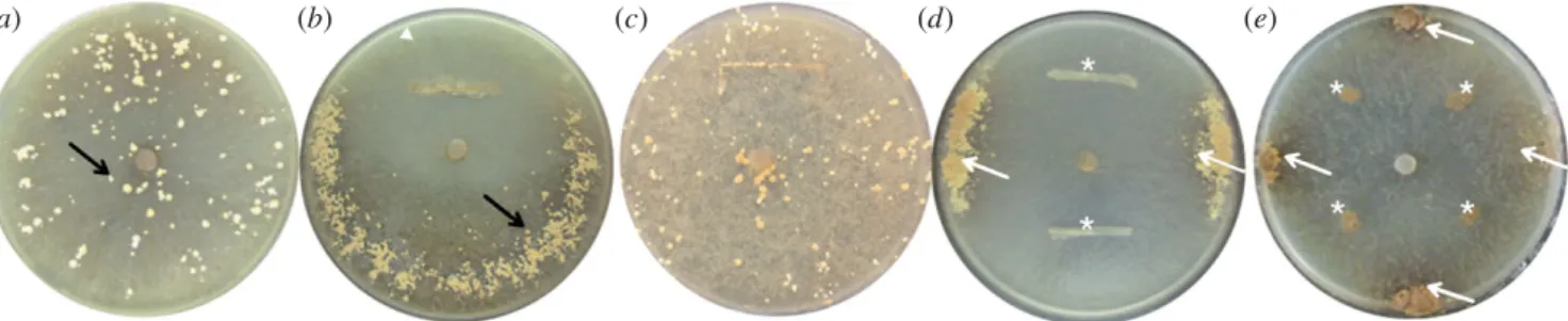 figure 3). During the dispersal phase, bacteria rapidly colonized the whole plate, reaching a similar density in the three regions after 5 days (figure 3a)