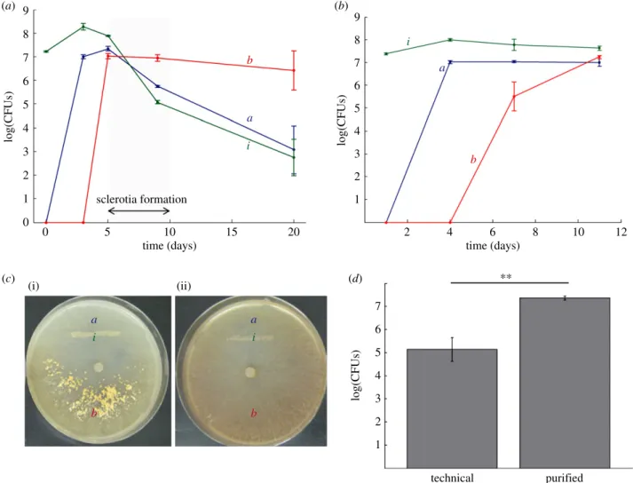 Figure 3. Bacterial populations during dispersal and the formation of sclerotia. (a) Bacterial population increase and decrease are linked first to the migration on the fungal mycelium and later to the formation of sclerotia by the fungus