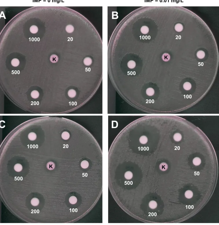 Figure S1. Zeocin susceptibility of the pCR2.1 P NDM -bla NDM-1 -ble MBL  E. coli TOP10 clone by  disc diffusion method