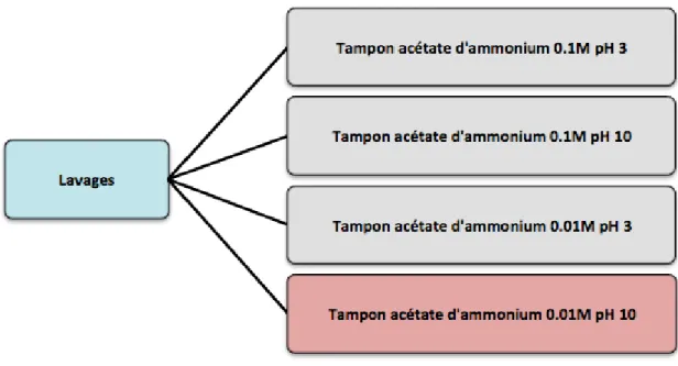 Figure  K :  Schéma  des  lavages  effectués  avec  les  tampons  d’acétate  d’ammonium  pour  améliorer  la  détection