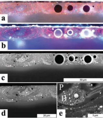 Fig. 10. Cross-section of the violet. (a) Aspect under re ﬂ ected-light microscopy (bright ﬁ eld)