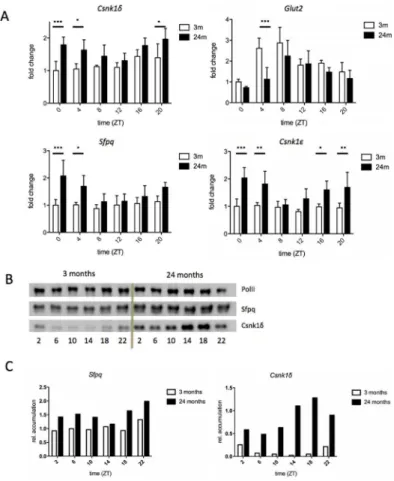 Fig 5. Validation of gene expression by real-time PCR and protein accumulation by Western blot