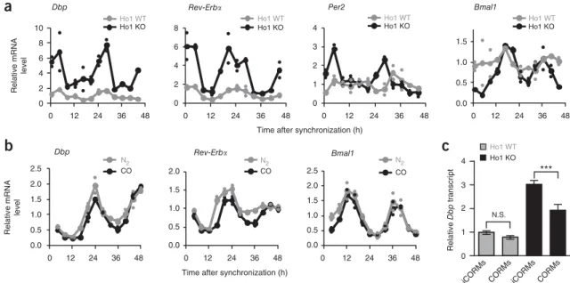 Figure 3  The heme-degradation product CO modulates circadian transcription. (a) Transcript rhythms of Bmal1, Per2, Rev-ErbA and Dbp in 