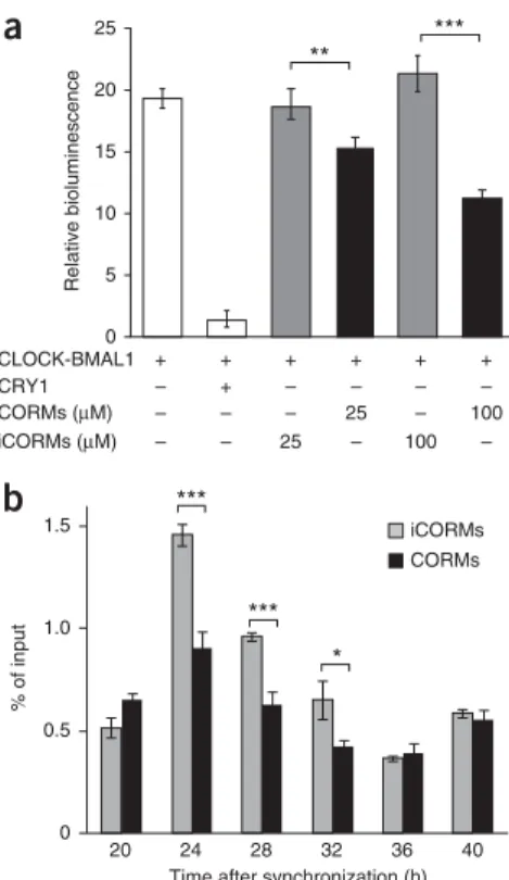 Figure 5  Heme oxygenases are essential for normal circadian dynamics  in mammalian cells