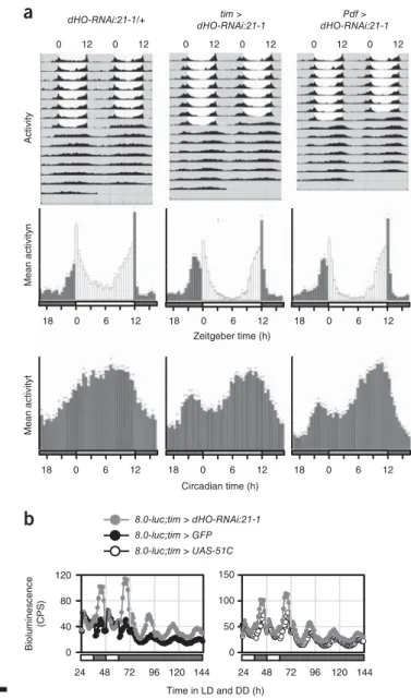 Figure 8  Heme oxygenase (dHo) is essential for normal daily activity  patterns in Drosophila